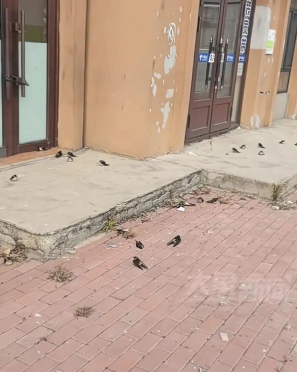 启盈策略 黑龙江五常上百只燕子滞留没南飞冻死不少，当地林草局：自然现象